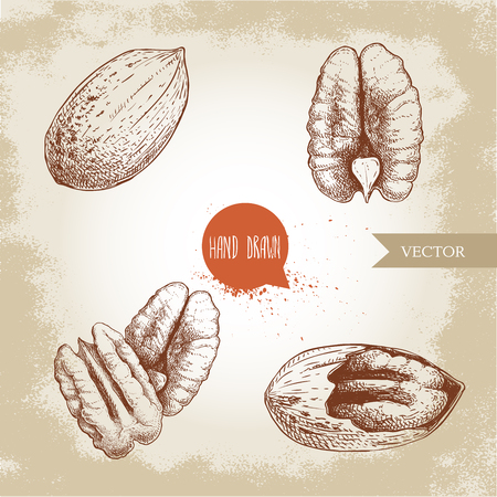Pecan nuts set. Peeled core and whole shell. Hand drawn sketch style vector collection. Organic exotic food illustrations isolated on retro background.のイラスト素材