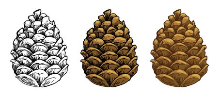 Pine cones vector set. Different hand drawn sketch styles. Botanical drawing. Winter holidays,...