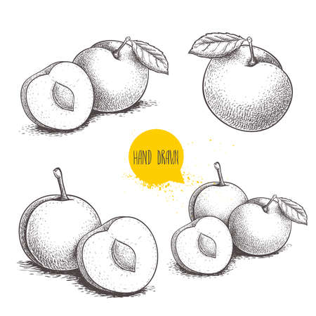 Hand drawn sketch style mirabelle plums set. Plums collection in retro style. Fresh fruits illustrations. Vector drawing isolated on white background.のイラスト素材