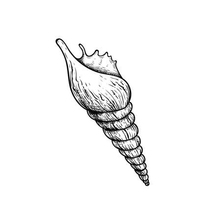 Sea shell conch. Hand drawn sketch style illustration. Best for summer and beach holidays designs. Vector drawing isolated on white background.のイラスト素材