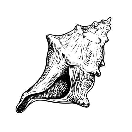 Sea shell conch. Hand drawn sketch style illustration. Best for summer and beach holidays designs. Vector drawing isolated on white background.のイラスト素材