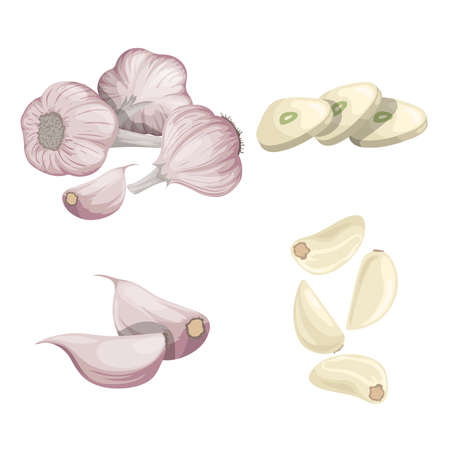 Garlics set. Cartoon flat style of fresh farm market organic product. Whole garlic bulbs, peeled whole and chopped sliced cloves. Group and single. Isolated on white. Organic food.のイラスト素材