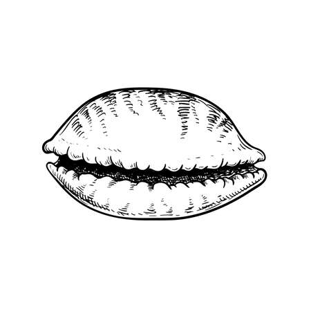 Sea shell cowrie tiger pattern. Hand drawn sketch style vector drawing of tropic reef undersea mollusk shell. Isolated on white background. Retro design. Vector illustration.のイラスト素材