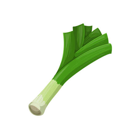 Leek in cartoon style. Healthy food. Farm fresh veggie just from the garden. Organic eco vegetable for salads. Vector illustration isolated on white background.のイラスト素材