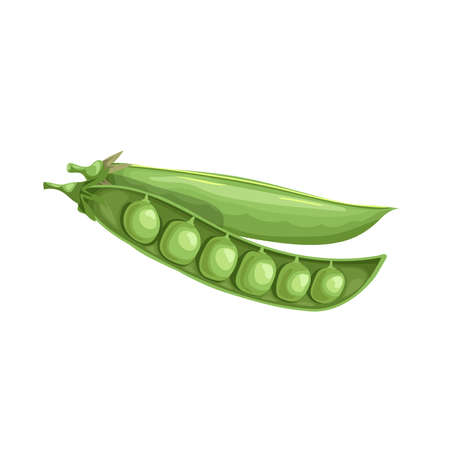 Cartoon green pea open pod with seeds. Single vegetable. Fresh farm product. Eco nutrition. Vector illustration isolated on white background.のイラスト素材