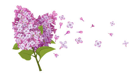 Spring flowers bouquet with flying blossoms. Lilac flower template. Ideal for packaging, invitations and greeting cards. Vector illustration isolated on white background.のイラスト素材