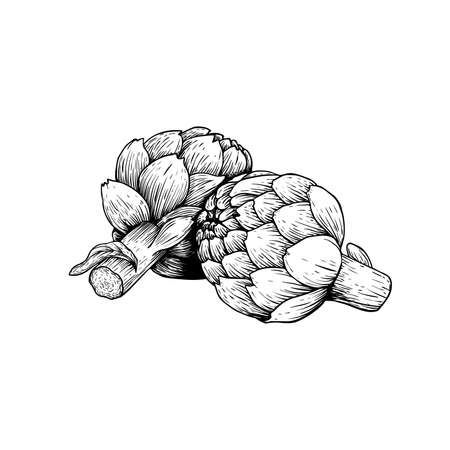 Artichokes group sketch style. Hand drawn illustration of eco farm fresh product. Detailed drawing. Herbs vintage style illustration. Vector isolated on white background.のイラスト素材