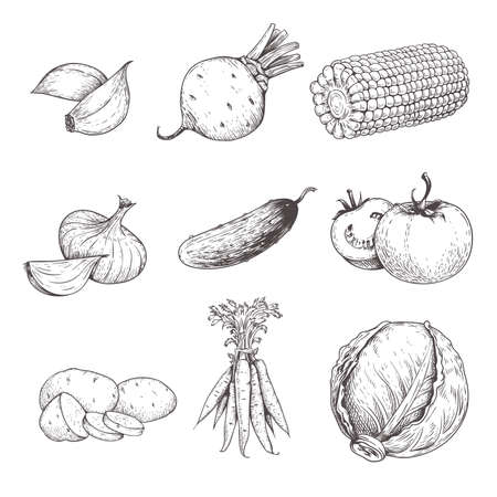 Hand drawn sketch style vegetables set. Garlic, beet, corn, onion, cucumber, tomato, potato, carrot and cabbage. Eco farm fresh products. Vector illustrations.のイラスト素材