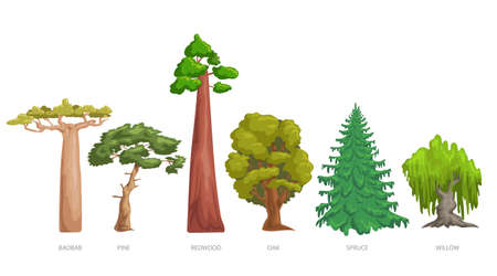 Different green trees set. Cartoon trendy style. Baobab, pine, redwood, oak, spruce and willow. Vector illustrations collection isolated on white.のイラスト素材