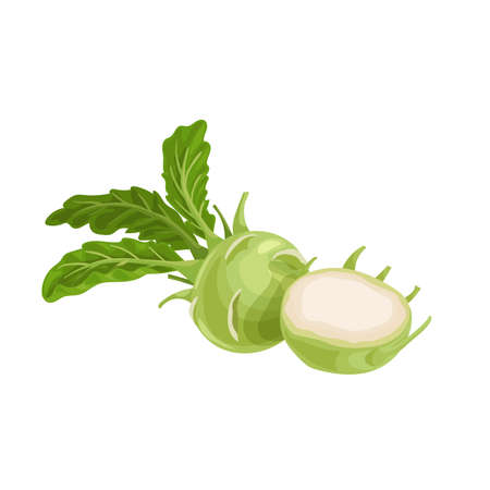 Kohlrabi cabbages. Whole and halved. Illustration of fresh farm vegetables. Eco turnip cabbage. Vector illustration for markets, prints, packages. Isolated on white background.のイラスト素材