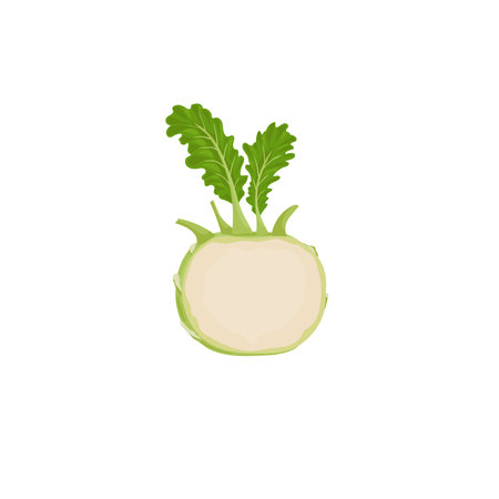 Kohlrabi halved cabbage. Illustration of fresh farm vegetable. Eco turnip cabbage. Vector illustration for markets, prints, packages. Isolated on white background.のイラスト素材