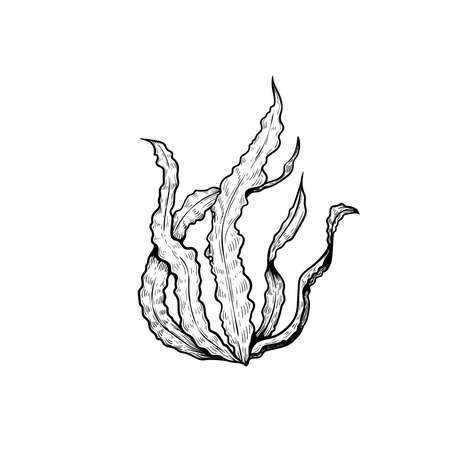 Hand drawn sketch style seaweed. Laminaria seaweed. Retro vintage illustration of ocean or sea plant. Vector drawing isolated on white background.のイラスト素材