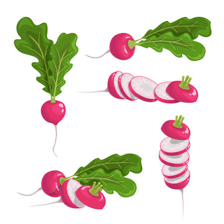 Red radish set. Fresh farm vegetables collection. Whole single, group and sliced roots. Vector vegetable illustrations on white background.のイラスト素材
