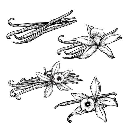 Vanilla flowers and beans set. Hand drawn sketch style vanilla aroma pods. Culinary and aroma needs drawings. Vector illustrations isolated on white background.のイラスト素材