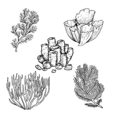 Hand drawn sketch style corals set. Black line engraved style. Vintage looking underwater icons. Vector illustrations isolated on white background.のイラスト素材