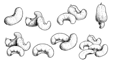 Hand drawn sketch style cashew set. Fresh and fried organic healthy food. Best for packages design. Nuts vector illustrations isolated on white background.のイラスト素材