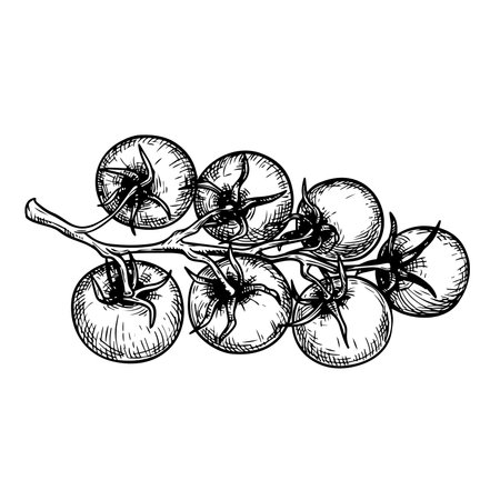 Hand drawn sketch style cherry tomatoes branch. Best for tomato themed designs in retro vintage style. Organic vegetables vector illustration.のイラスト素材