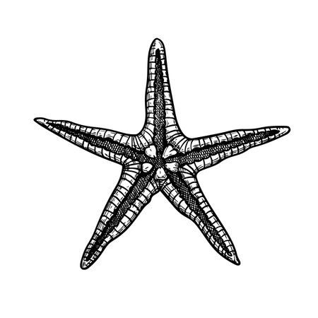 Starfish hand drawn sketch. Marine star in doodle style. . Best for summer, beach posters, decoration and prints. Vector illustration isolated on white background.のイラスト素材