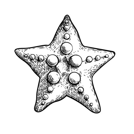 Starfish hand drawn sketch. Marine star in doodle style. . Best for summer, beach posters, decoration and prints. Vector illustration isolated on white background.のイラスト素材