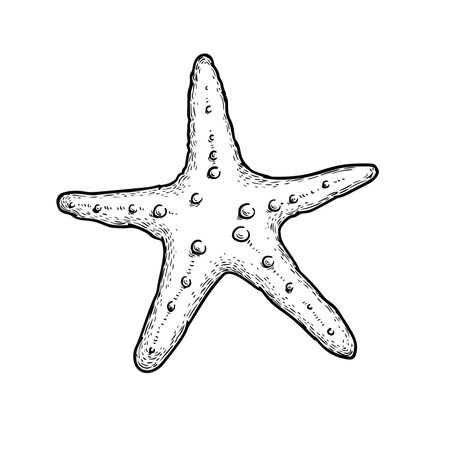 Starfish hand drawn sketch. Marine star in doodle style. . Best for summer, beach posters, decoration and prints. Vector illustration isolated on white background.のイラスト素材