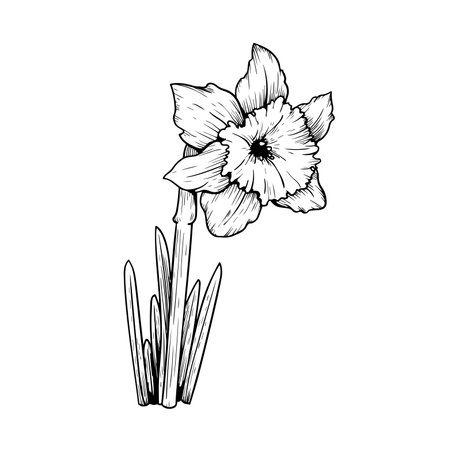 Hand drawn sketch style daffodil or narcissus flower drawing. Floral spring botanical collection. Vector illustration isolated on white background.のイラスト素材