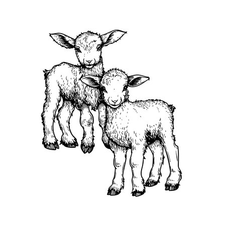 Hand drawn cute little lambs. Sketch style farm animal. Vector illustration isolated on white.のイラスト素材