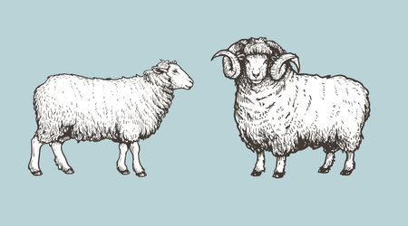 Sheep, ram sketch style set. Hand drawn illustration. Farm animal retro engraved style vector drawings collection.のイラスト素材