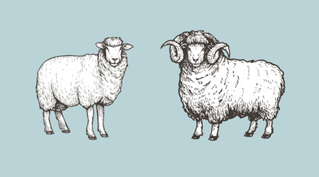 Sheep, ram sketch style set. Hand drawn illustration. Farm animal retro engraved style vector drawings collection.のイラスト素材