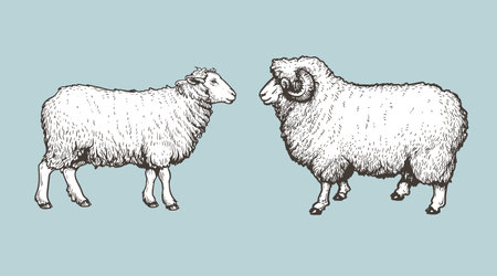 Sheep, ram sketch style set. Hand drawn illustration. Farm animal retro engraved style vector drawings collection.のイラスト素材