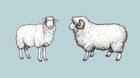 Sheep, ram sketch style set. Hand drawn illustration. Farm animal retro engraved style vector drawings collection.のイラスト素材