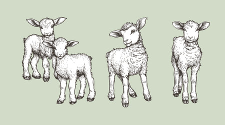 Hand drawn sketch lambs set. Farm animals vintage woodcut engraving style. Vector illustrations collection.のイラスト素材