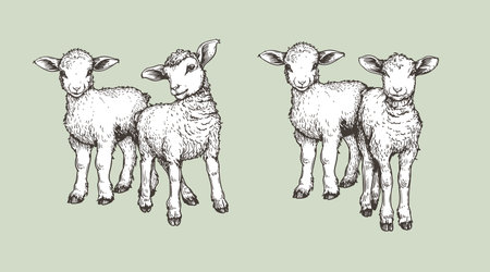 Hand drawn sketch lambs set. Farm animals vintage woodcut engraving style. Vector illustrations collection.のイラスト素材