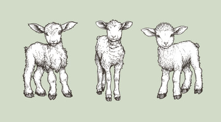 Hand drawn sketch lambs set. Farm animals vintage woodcut engraving style. Vector illustrations collection.のイラスト素材