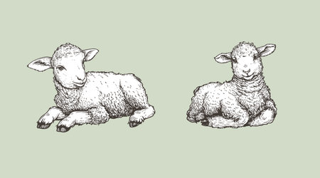 Hand drawn sketch lambs set. Farm animals vintage woodcut engraving style. Vector illustrations collection.のイラスト素材