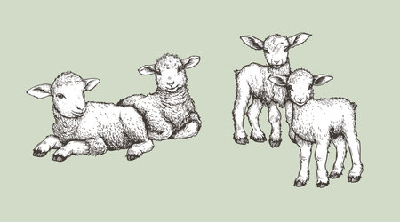 Hand drawn sketch lambs set. Farm animals vintage woodcut engraving style. Vector illustrations collection.のイラスト素材