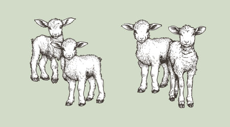Hand drawn sketch lambs set. Farm animals vintage woodcut engraving style. Vector illustrations collection.のイラスト素材
