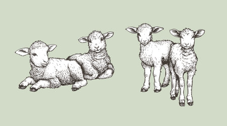 Hand drawn sketch lambs set. Farm animals vintage woodcut engraving style. Vector illustrations collection.のイラスト素材