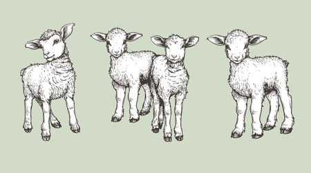 Hand drawn sketch lambs set. Farm animals vintage woodcut engraving style. Vector illustrations collection.のイラスト素材