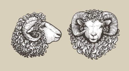 Sheep, ram sketch style set. Hand drawn illustrations, portrait view. Farm animal retro engraved style vector drawings collection.のイラスト素材