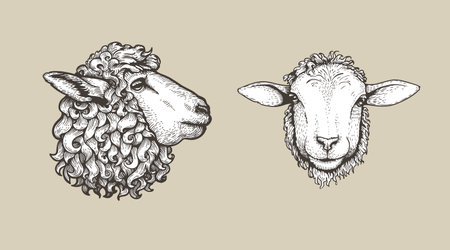 Sheep, ram sketch style set. Hand drawn illustrations, portrait view. Farm animal retro engraved style vector drawings collection.のイラスト素材