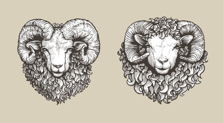 Sheep, ram sketch style set. Hand drawn illustrations, portrait view. Farm animal retro engraved style vector drawings collection.のイラスト素材
