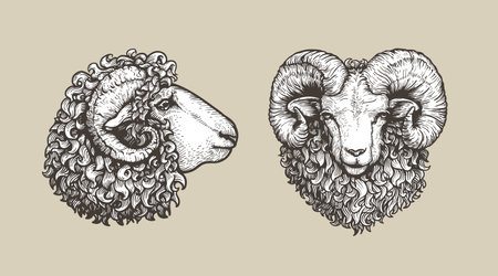 Sheep, ram sketch style set. Hand drawn illustrations, portrait view. Farm animal retro engraved style vector drawings collection.のイラスト素材