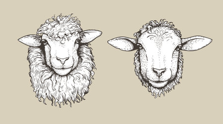 Sheep, ram sketch style set. Hand drawn illustrations, portrait view. Farm animal retro engraved style vector drawings collection.のイラスト素材