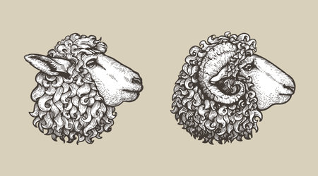 Sheep, ram sketch style set. Hand drawn illustrations, portrait view. Farm animal retro engraved style vector drawings collection.のイラスト素材