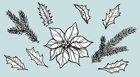 Hand drawn sketch style Christmas plants set. Poinsettia flower, fir branches and holly berry leaves in retro vintage. Vector illustrations.のイラスト素材
