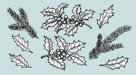 Hand drawn sketch style Christmas plants set. Fir branches and holly berry leaves and branches in vintage retro. Vector illustrations.のイラスト素材