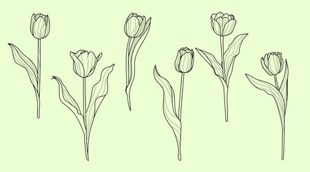 Set of tulip flowers in line art style. Springtime flower vintage boho style for textiles, wall art, fabric, wedding invitation, cover design. Vector illustrations.のイラスト素材