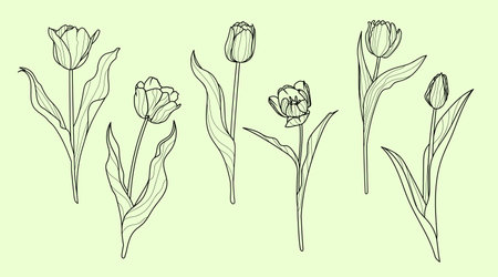 Set of tulip flowers in line art style. Springtime flower vintage boho style for textiles, wall art, fabric, wedding invitation, cover design. Vector illustrations.のイラスト素材