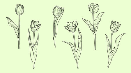 Set of tulip flowers in line art style. Springtime flower vintage boho style for textiles, wall art, fabric, wedding invitation, cover design. Vector illustrations.のイラスト素材