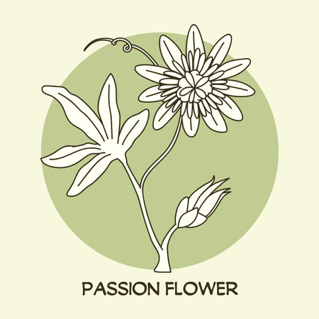 Passion Flower (Passiflora) line art drawing. Best for organic cosmetics, ayurveda, alternative medicine. Vector illustration on light green background.のイラスト素材